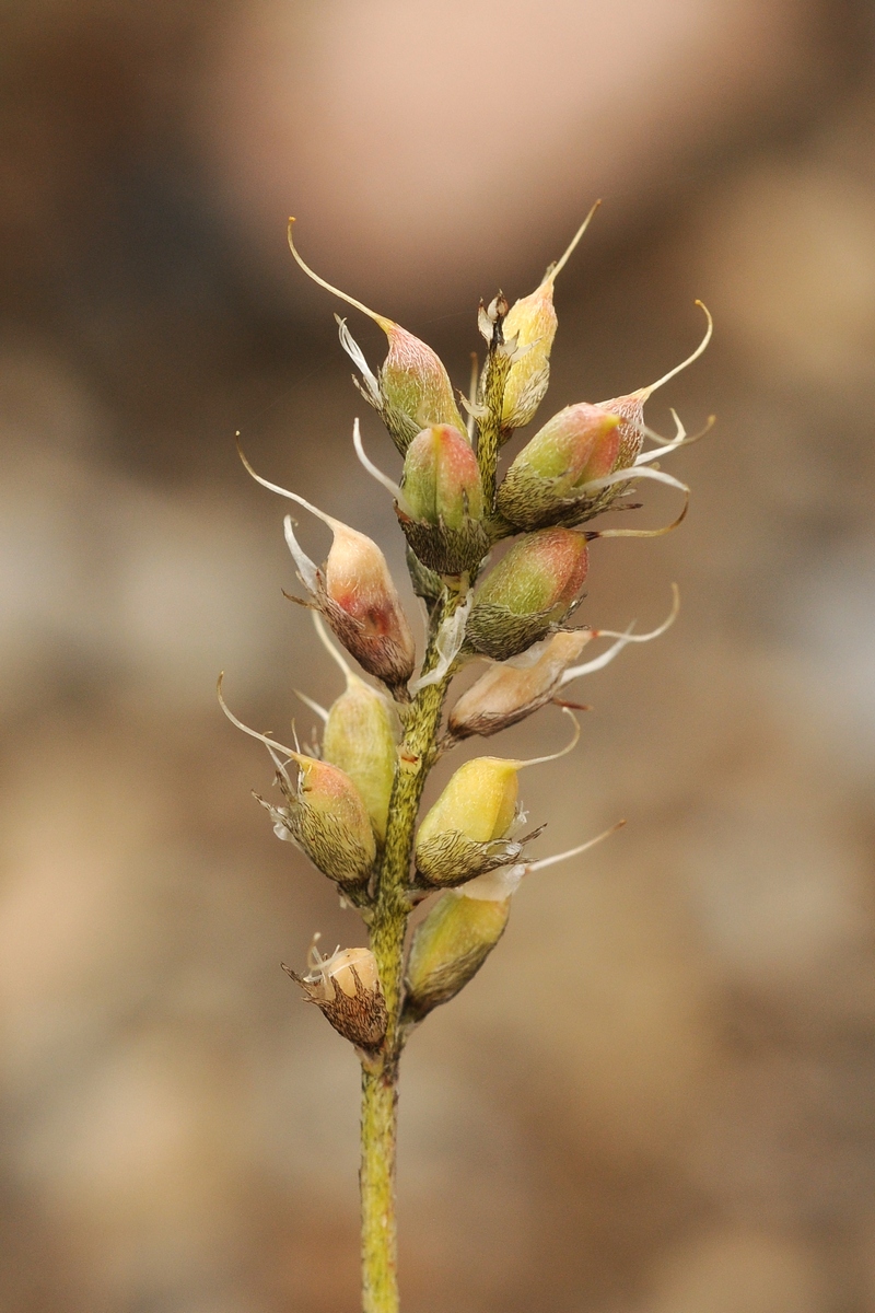 Изображение особи Astragalus kronenburgii.