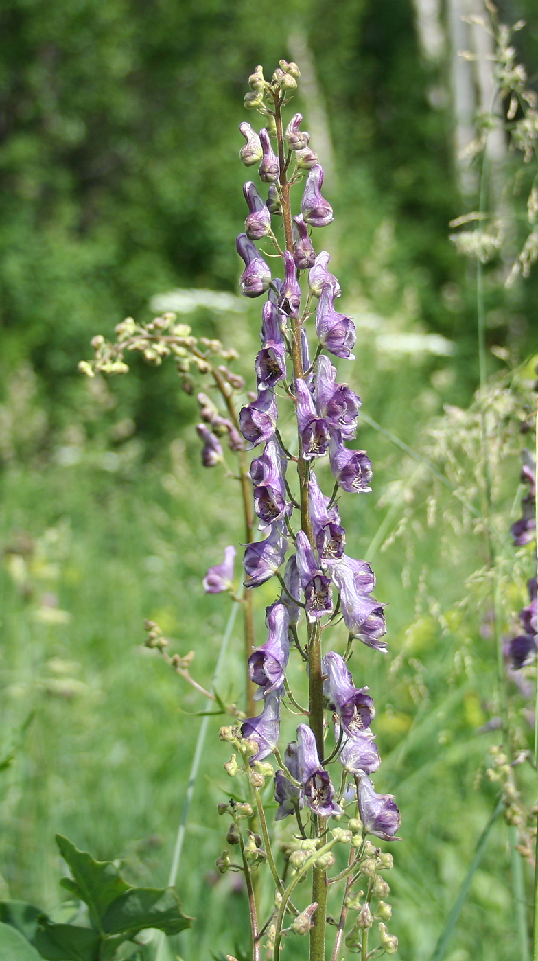 Image of Aconitum leucostomum specimen.