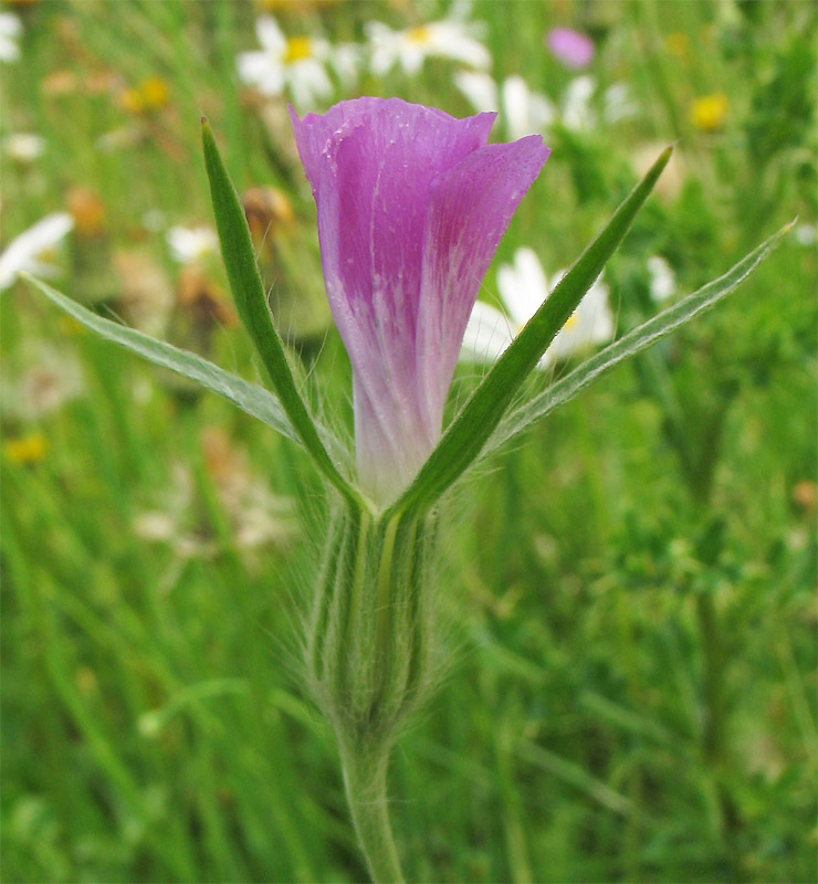 Image of Agrostemma githago specimen.