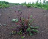 Sanguisorba tenuifolia. Цветущее растение. Камчатский край, Елизовский р-н, галечно-песчаная отмель вблизи от озера. 31.07.2014.