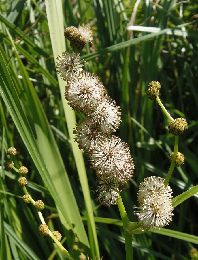 Изображение особи Sparganium erectum.