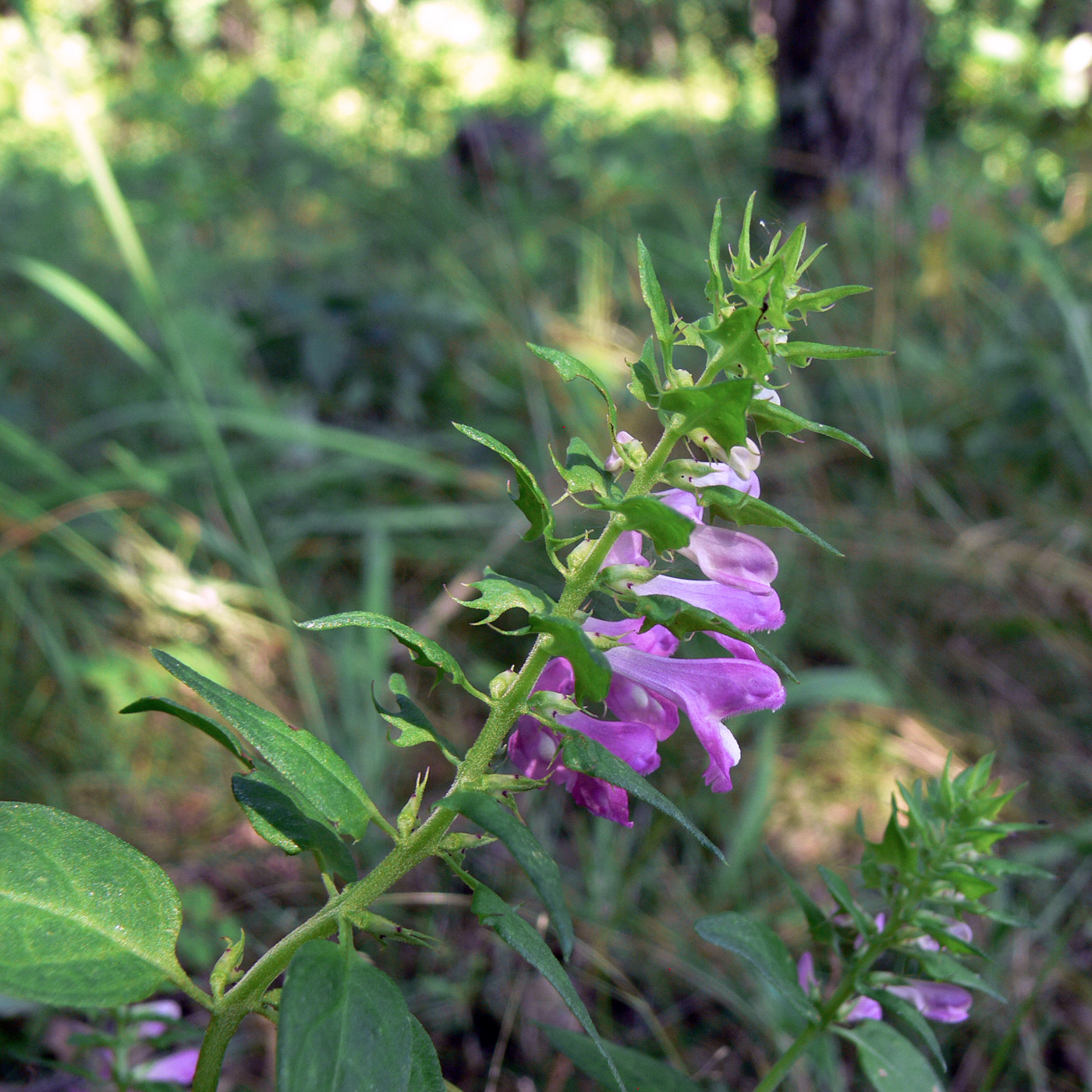 Изображение особи Melampyrum roseum.