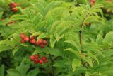 Sorbus sambucifolia. Верхушка ветви с плодами. Сахалинская обл., Томаринский р-н, окр. пос. Неводское, открытая приморская терраса. 17.08.2016.