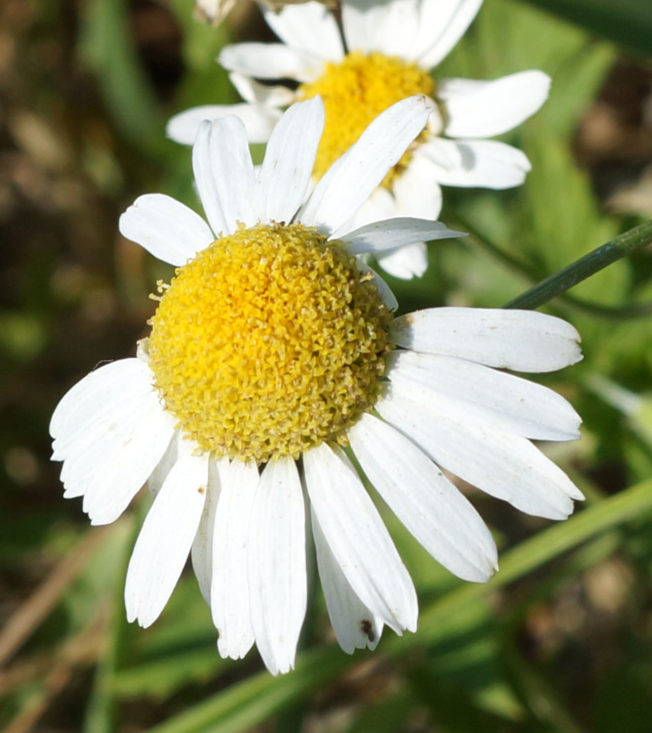 Изображение особи Tripleurospermum inodorum.