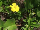 Hibbertia scandens. Цветущие растения в сообществе с Ipomoea pes-caprae. Австралия, Квинсленд, о. Фрейзер, мыс Indian Head. 16.04.2009.