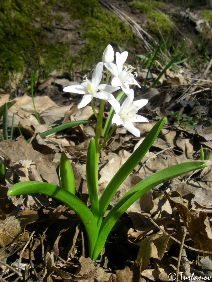 Изображение особи Scilla bifolia.