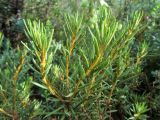 Ledum palustre