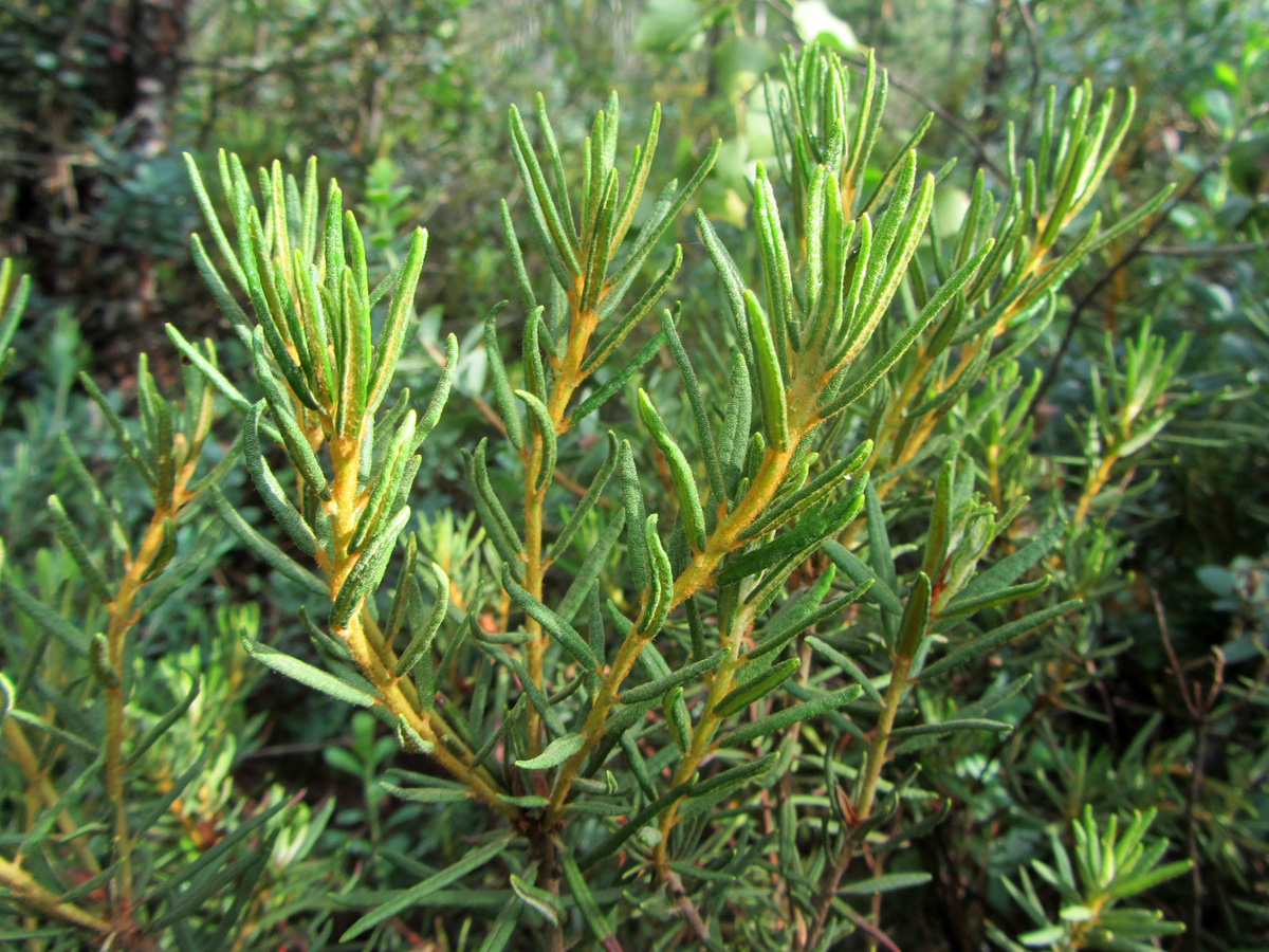 Image of Ledum palustre specimen.