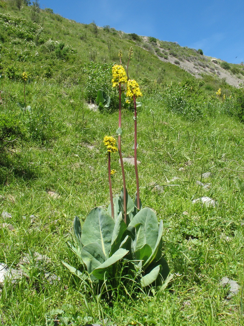 Image of Ligularia altaica specimen.