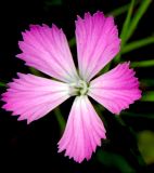 Dianthus caucaseus