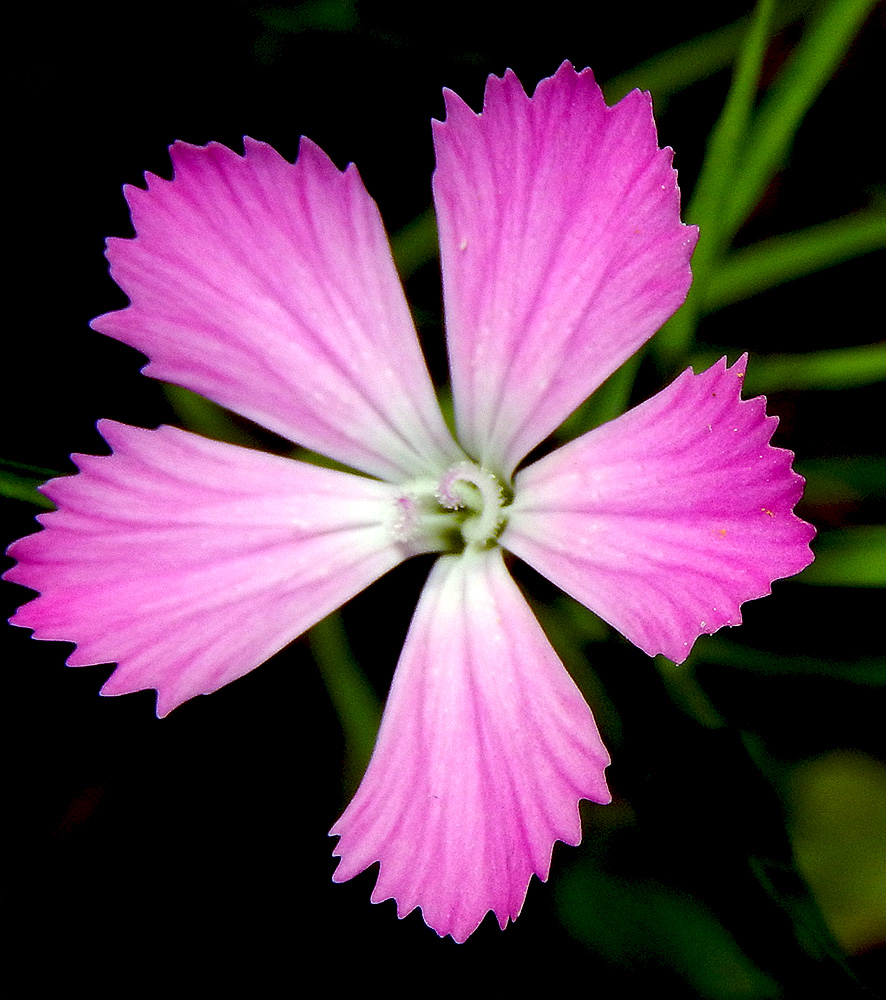 Image of Dianthus caucaseus specimen.