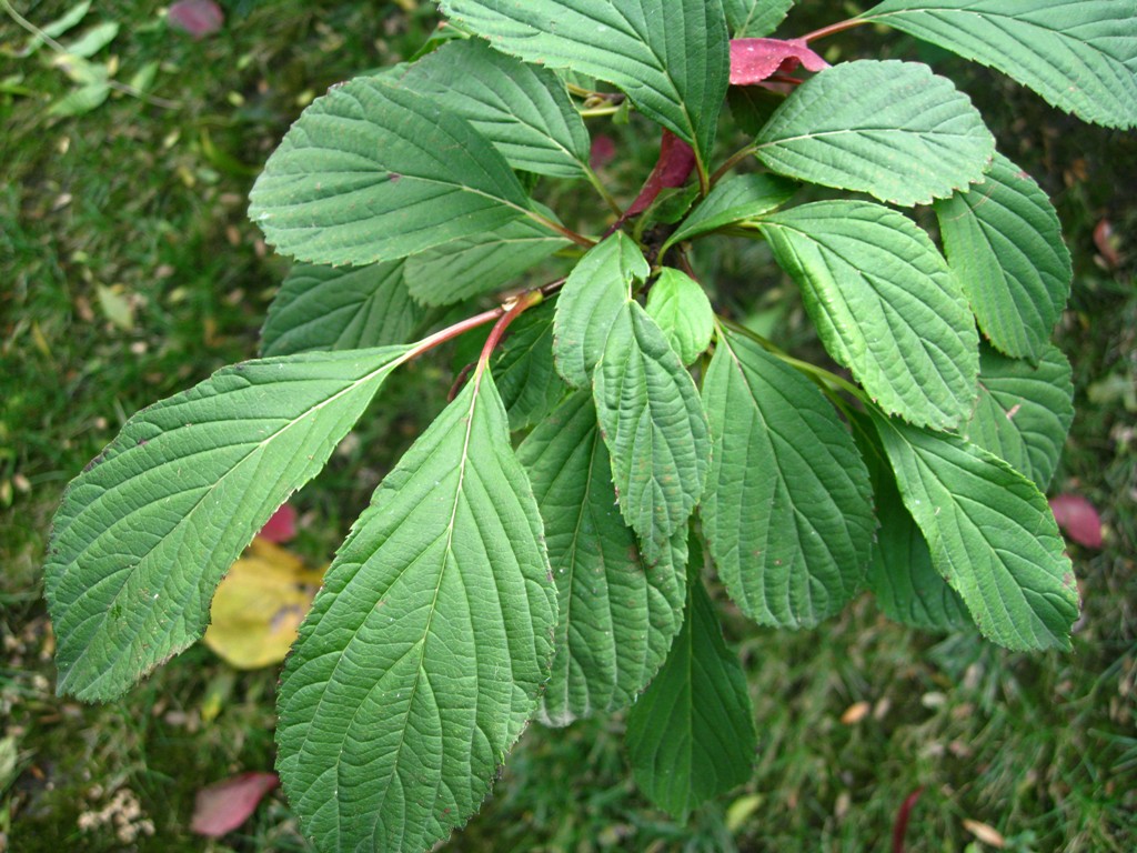 Image of Viburnum &times; bodnantense specimen.