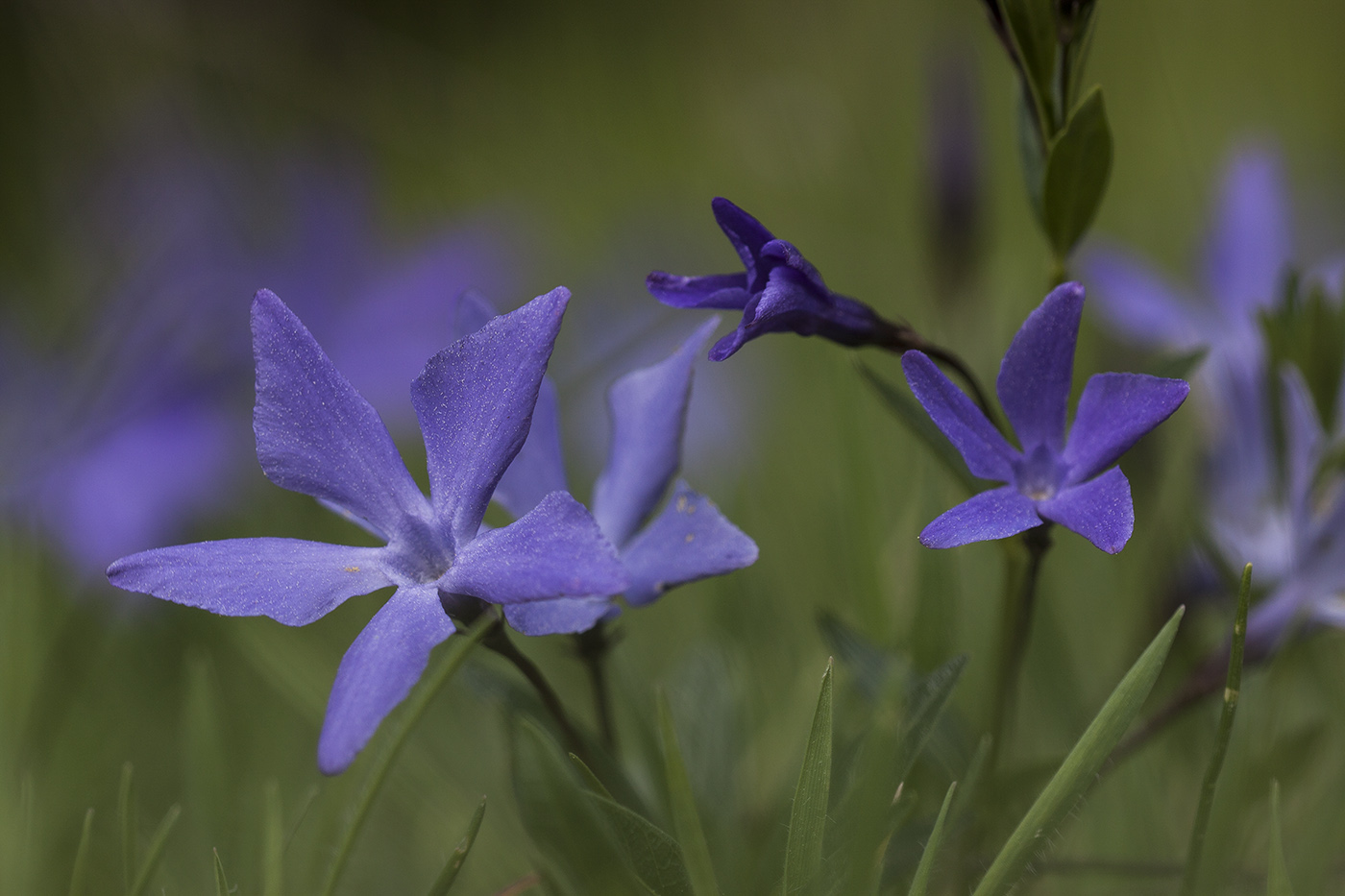Image of Vinca herbacea specimen.