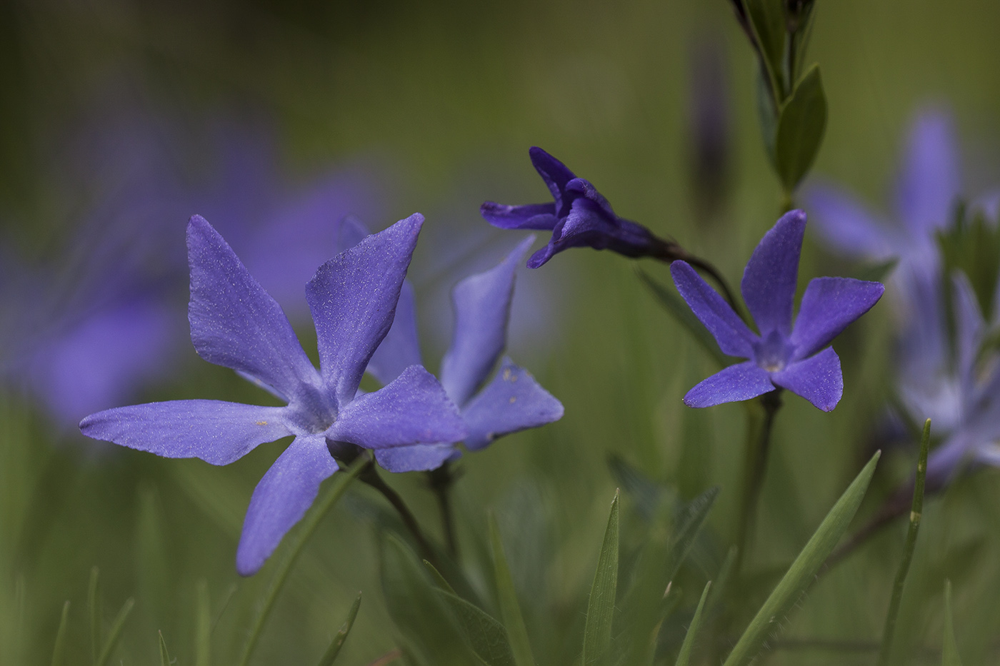 Изображение особи Vinca herbacea.