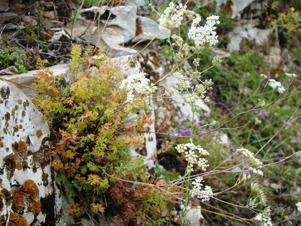 Изображение особи Pimpinella tragium.