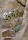 Draba ossetica