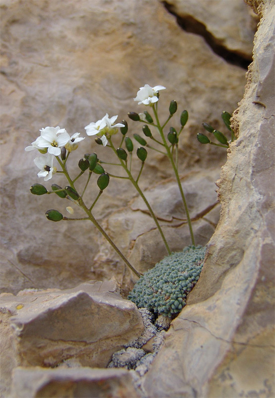 Image of Draba ossetica specimen.