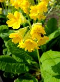 Primula macrocalyx