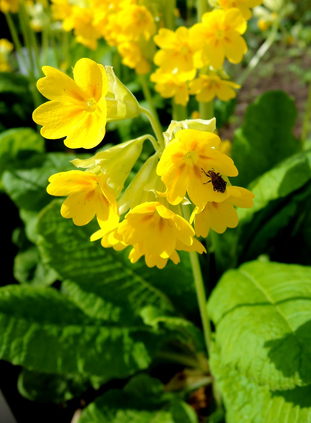 Изображение особи Primula macrocalyx.