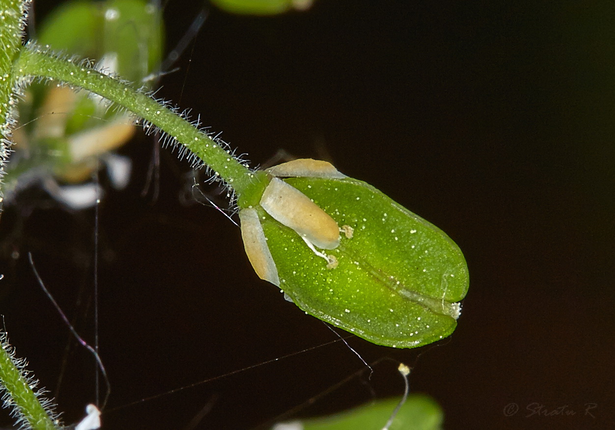 Изображение особи Lepidium campestre.