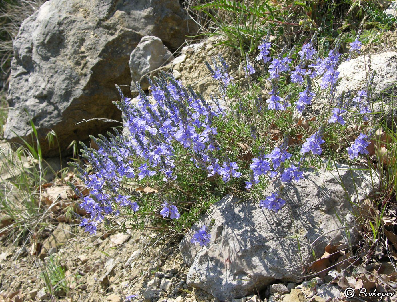 Image of Veronica capsellicarpa specimen.