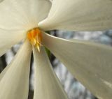 Galanthus nivalis