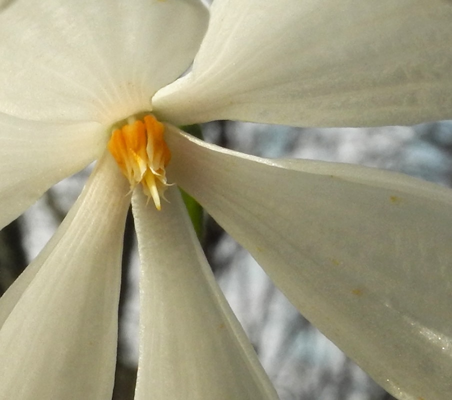 Изображение особи Galanthus nivalis.