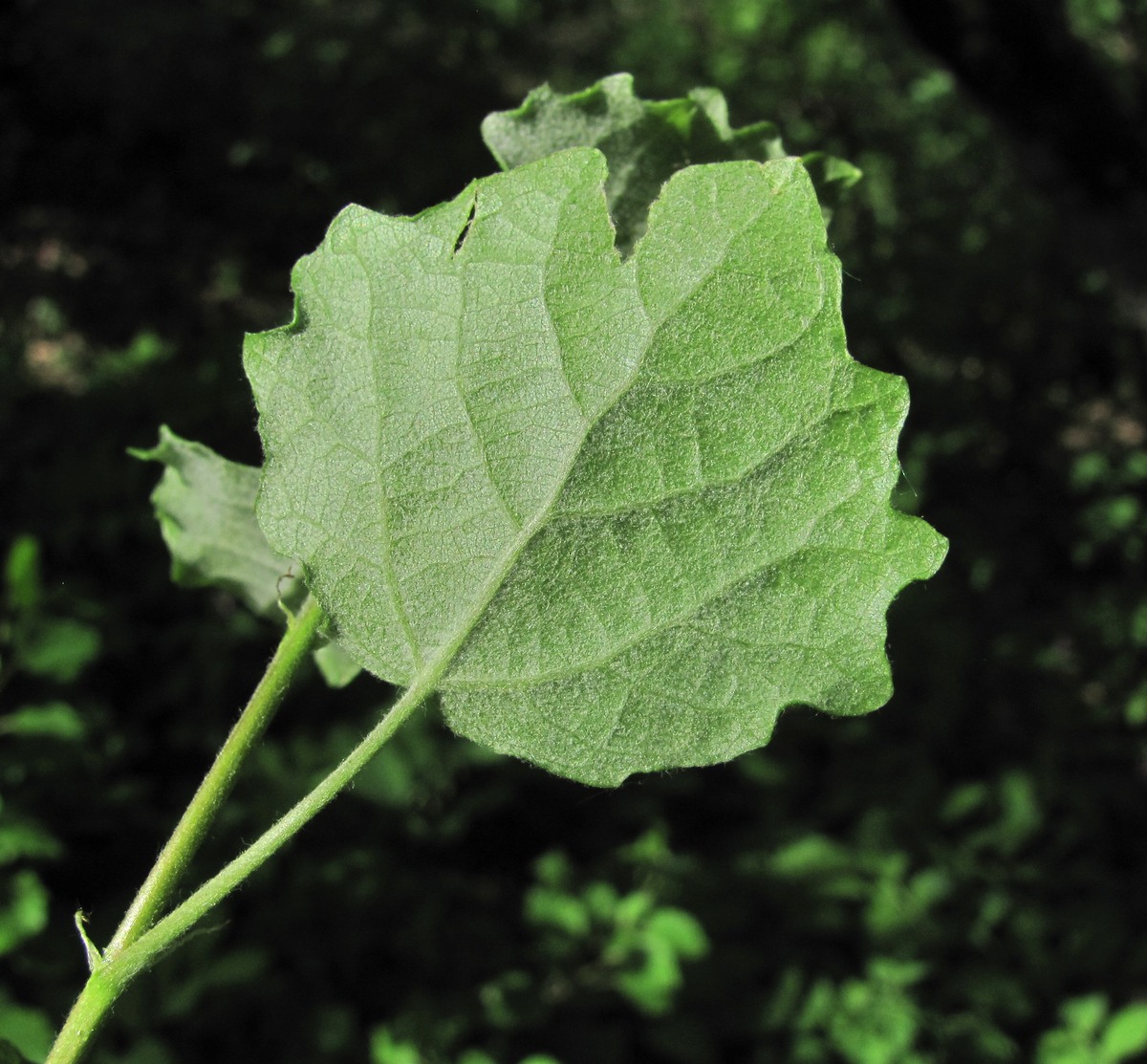 Image of Populus × canescens specimen.