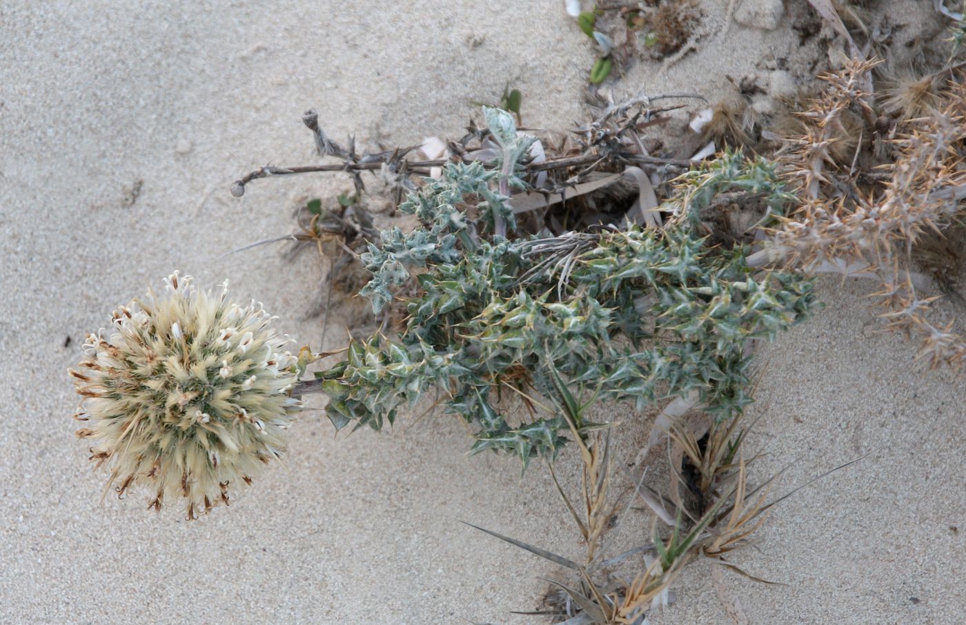 Image of Echinops spinosissimus ssp. spinosus specimen.