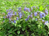 Pulmonaria mollis