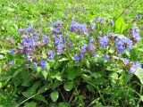 Pulmonaria mollis