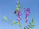 genus Vicia