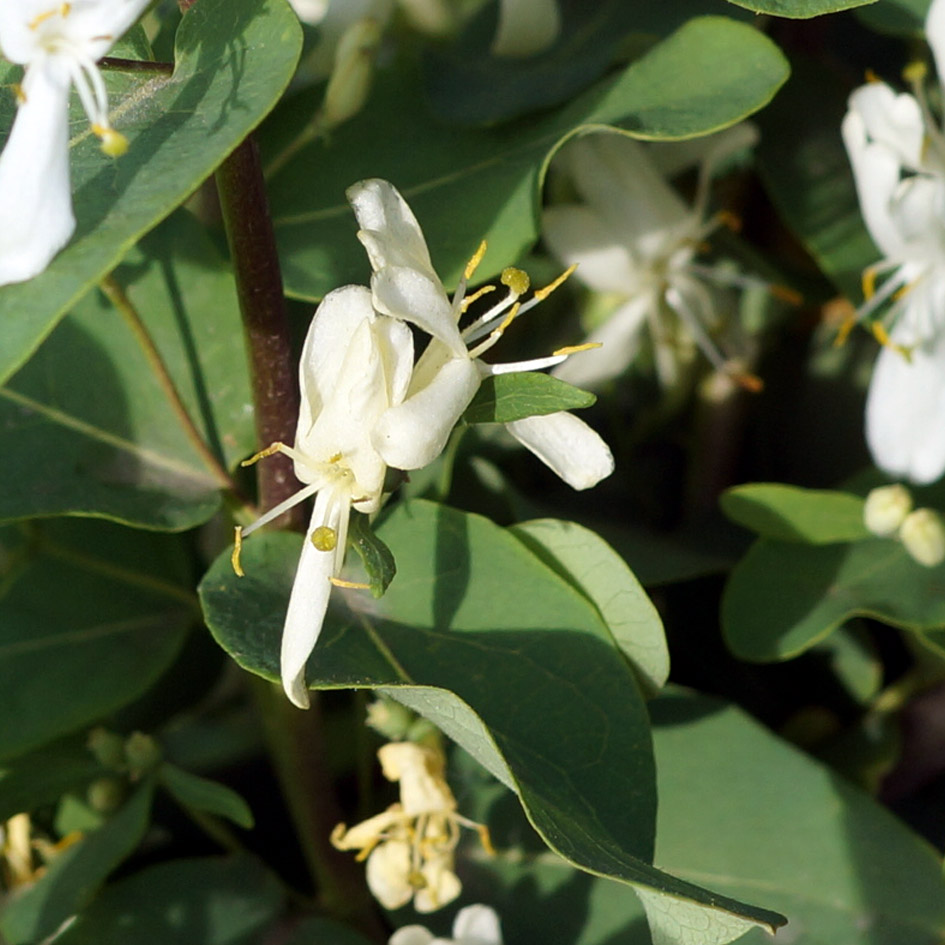 Image of Lonicera tatarica specimen.