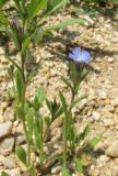 Anchusa thessala