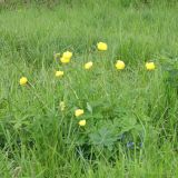 Trollius europaeus