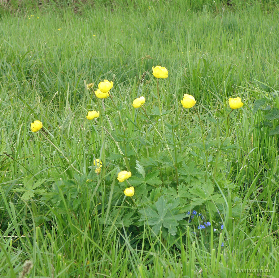 Изображение особи Trollius europaeus.