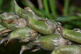 Oxytropis ruthenica. Плоды. Приморский край, о. Русский, на сухом каменистом приморском склоне. 12.06.2017.