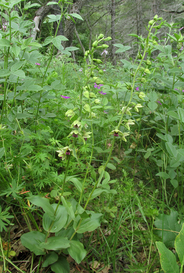 Изображение особи Epipactis helleborine.