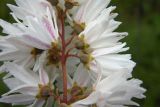 Deutzia scabra