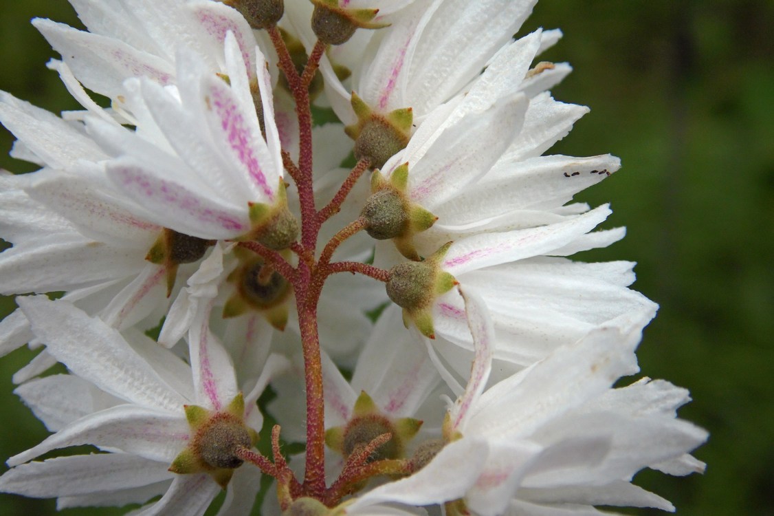 Image of Deutzia scabra specimen.