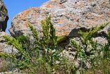 Rumex subspecies orientalis