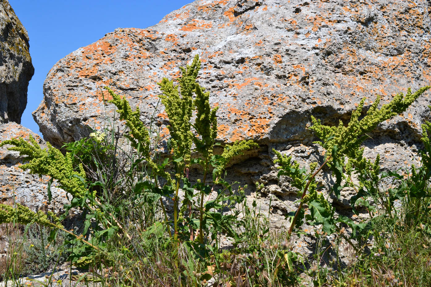 Image of Rumex patientia ssp. orientalis specimen.