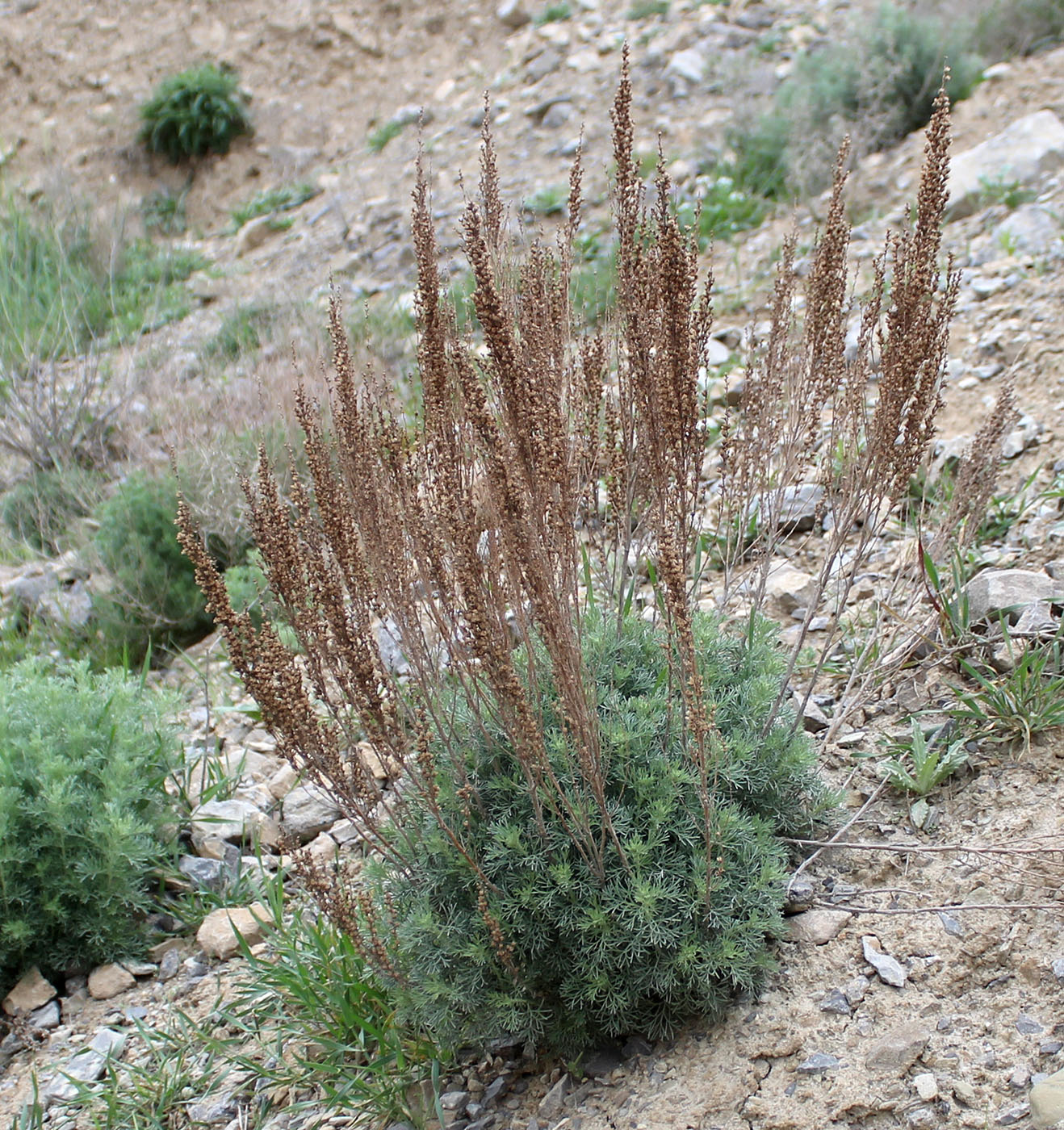 Изображение особи род Artemisia.