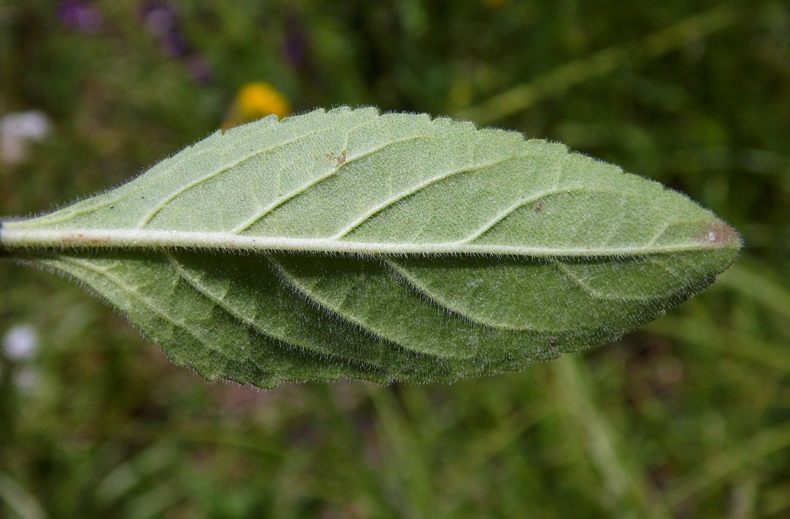 Image of Veronica spicata specimen.