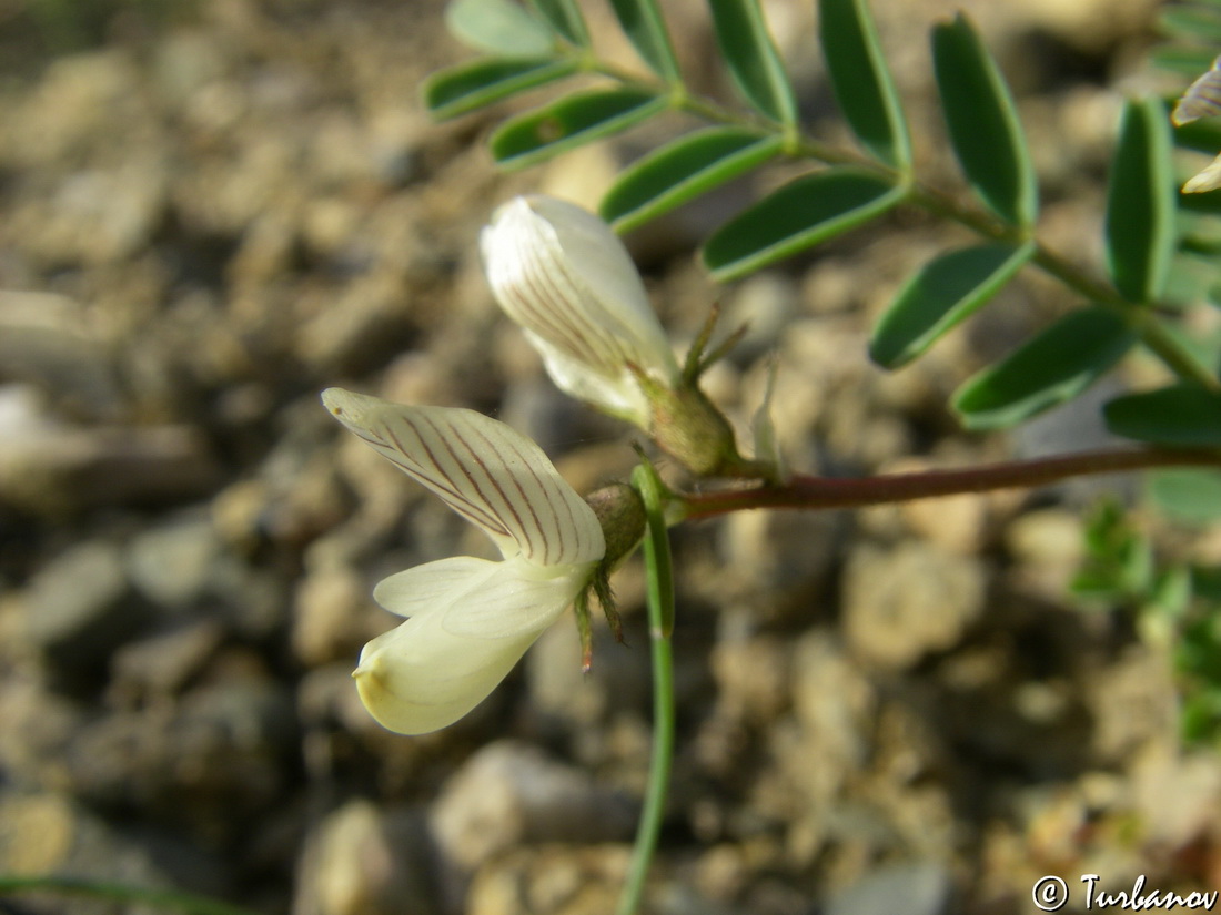 Изображение особи Astragalus guttatus.