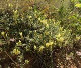 Scutellaria orientalis