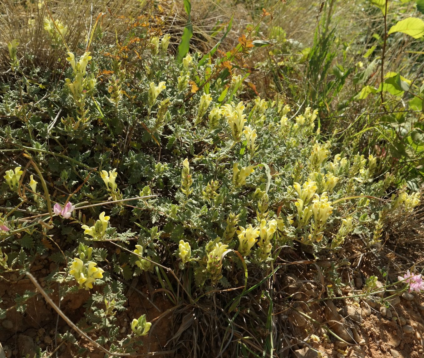 Изображение особи Scutellaria orientalis.