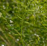 Vicia hirsuta. Верхушка цветущего побега. Пермский край, г. Пермь, Кировский р-н, окр. Красавинского моста, недалеко от садовых участков, около грунтовой дороги, на луговом склоне. 7 августа 2017 г.