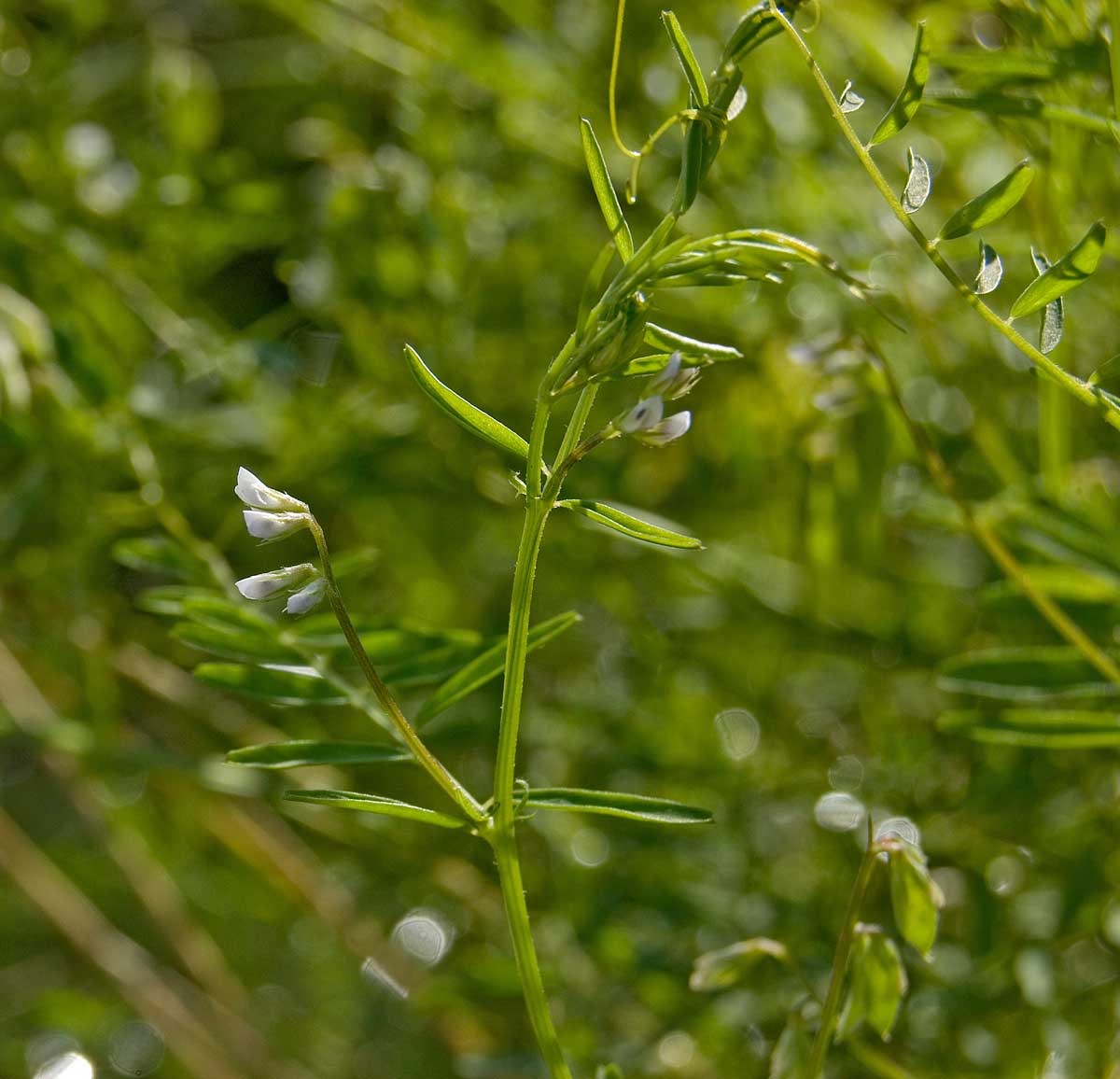 Изображение особи Vicia hirsuta.