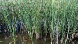 Typha angustifolia